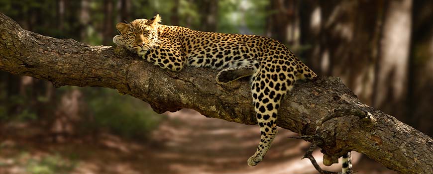 Jungle trek through dense greenery